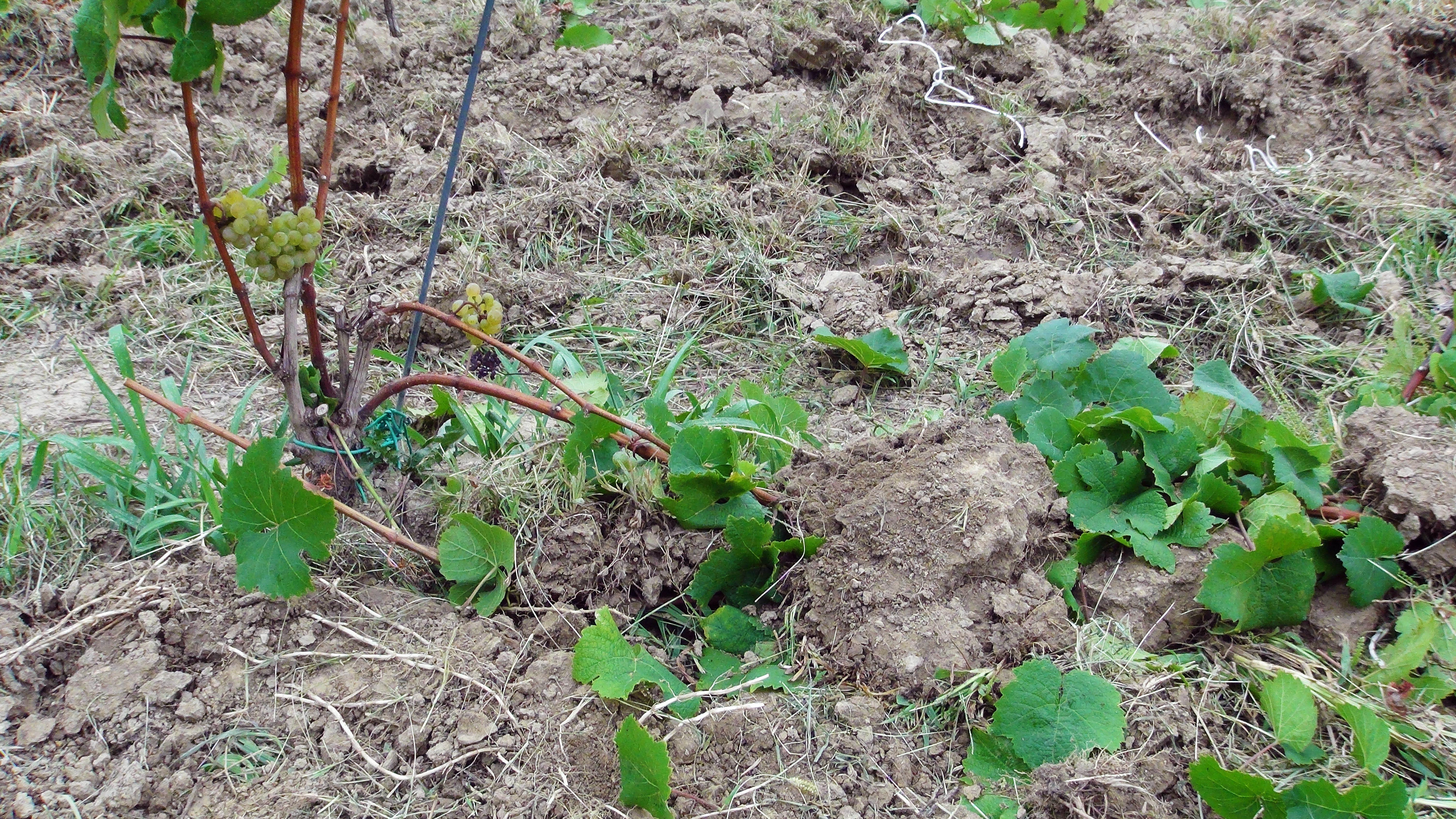 Two canes laid down after fall harvest 